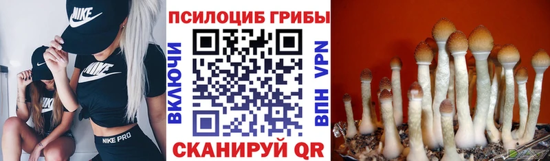 даркнет сайт  Любим  Псилоцибиновые грибы GOLDEN TEACHER 